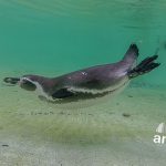 Így lebegnek a kassai állatkert pingvinjei a víz alatt