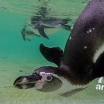 Így lebegnek a kassai állatkert pingvinjei a víz alatt